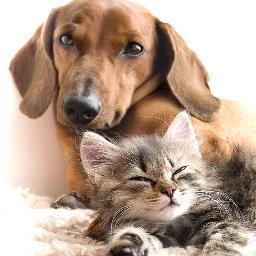 Mirospet's profile picture. Miro's pet world is a unique,  professional aquarium and pet shop in sharm el sheikh . All your pet needs under one roof