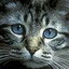 Люблю играть в Cs:1.6 & Dota2 & Cs:GO & Cs:source &NFS &Call of Duty
