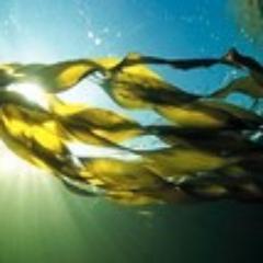 atlanticseaweed Profile Picture