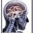 NatNeuroComp's profile image