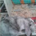 Bobby Travis - @BobbyTheBunny - Twitter