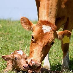 Guernsey Breeders Journal