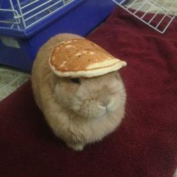Stuff On My Rabbit