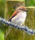 Weekend birder (unfortunatley) Stoke City fan 1 20+ year old daughter refusing to move out. 1 just moved but still here. Pink Floyd for ever