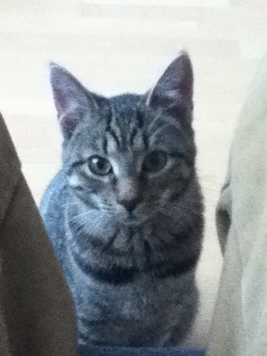 rocketbuilder, pizzaexpert, meow, i steal food
