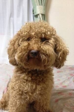 EromonU  ギター､犬､お友達