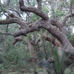 ElizaDowney's profile picture. 