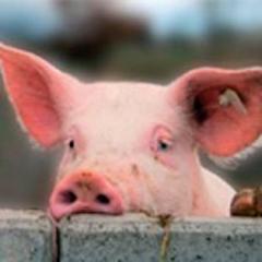 porosen4ik's profile picture. I love semi appropriate jokes.