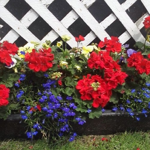 lmrauh's profile picture. 