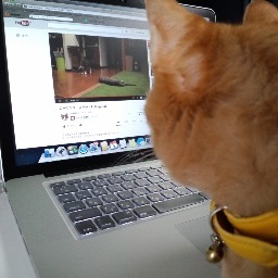 子供の頃から動物が大好きで犬、猫、鳥、ハムスター、魚と色々飼ってきました。現在は猫のトト（１５歳）と犬のはな（２０２４年４月５日付１４歳１か月で虹組に組替え）と暮らしています。マイペースに動物の絵を描いています。美術、デザイン、動物、宝塚、日本エレキテル連合が好きです。over the sun 互助会員。