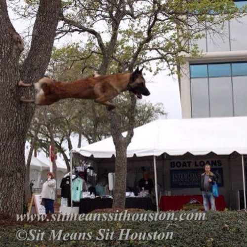 SitMeansSitHou's profile picture. Revolutionizing life with your dog! Let us Show you the Magic.