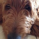 Teddy fox  - @goldendoodle99 - Twitter