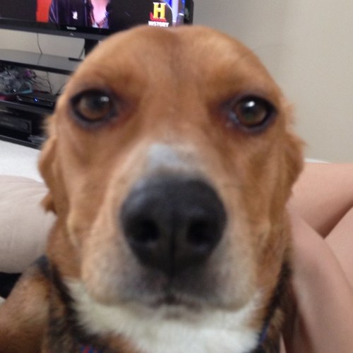 Beagle_Bella's profile picture. Hi, I'm a beagle named Bella. Come pet me and we'll be best friends forever