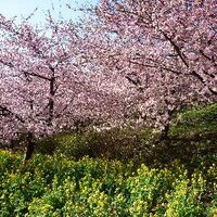 たいちじゅく (@taichijuku) Twitter profile photo