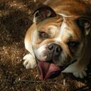 Erin McGlothlin - @RoscoeBully - Twitter