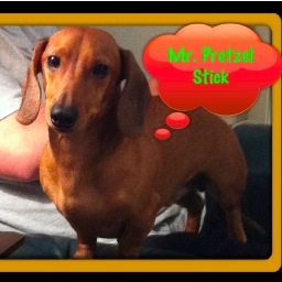 I'm a mini dachshund with an opinion on most everything...My parents think they rescued me but I really rescued them!