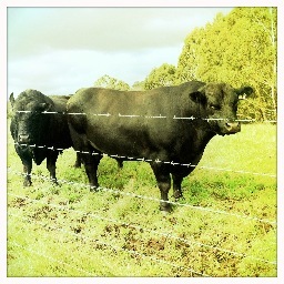 Ness. Living and a working on the land. Wangarabell Station Beef. Mum 3 kids.