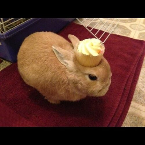 StuffOnMyRabbi's profile picture. Rabbit. New Account.