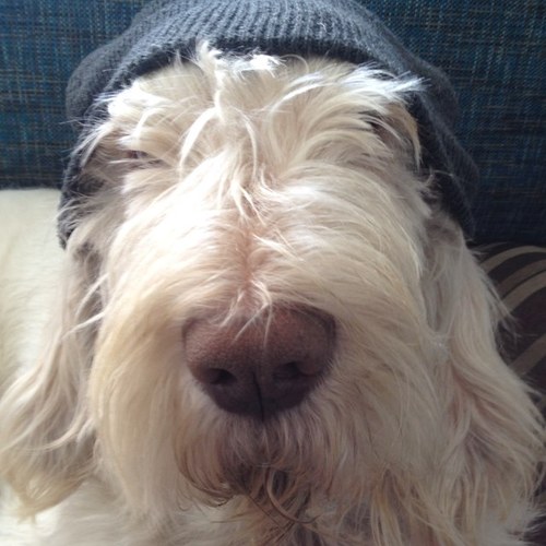 clearjoke's profile picture. Writer, theater critic for Theater Pizzazz - https://t.co/d72bHF9rS4, Drama Desk voter, dog guy (walker, trainer, etc), freelance photographer, curmudgeon