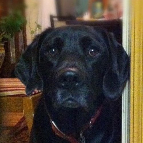 sniklefoot's profile picture. Lefty, would be philanthropist, idea junkie, music lover