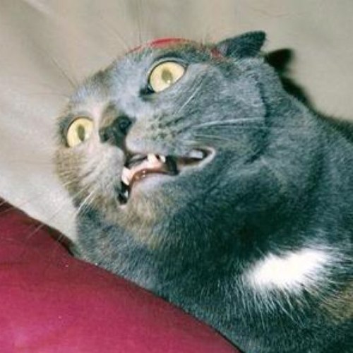 Featured image of post 500X500 Images Funny