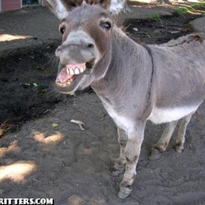 goofy animals goofyanimals twitter