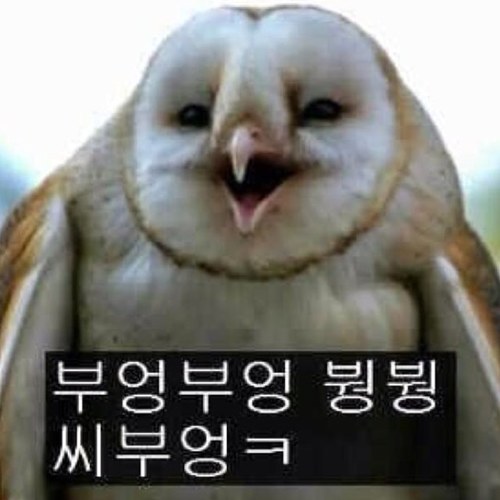 부엉부엉 붱붱 씨부엉ㅋ