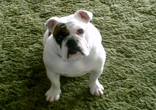 primo388's profile picture. Sports Fan, SF Giants, SF  49ers, NY Knicks, Boston Bruins, Notre Dame, Jamie McMurray