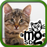 MondoGattoSD (@mondogattosd) 's Twitter Profile