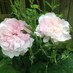 Rosemary Hart (@rosedhart) Twitter profile photo