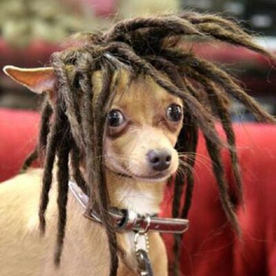 Weird dog hotsell