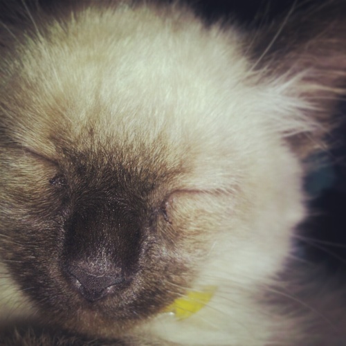 gatoamargo's profile picture. oh rainy day, come 'round sometimes i just want it to slow down...