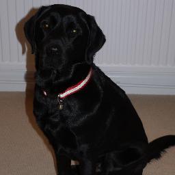 I'm Ollie. I'm a black labrador and a guide dog. I'm a bit stupid and love food and.. well everything!