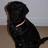 GuideDogOliver's profile image