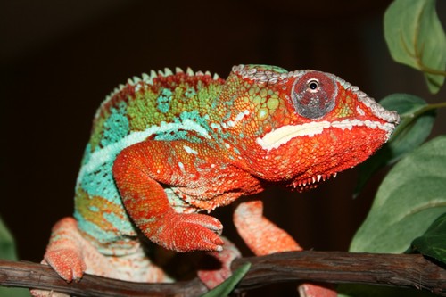 Owner of the Pittsburgh Reptile Show and Sale