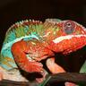 Pghreptileshow's profile picture. Owner of the Pittsburgh Reptile Show and Sale