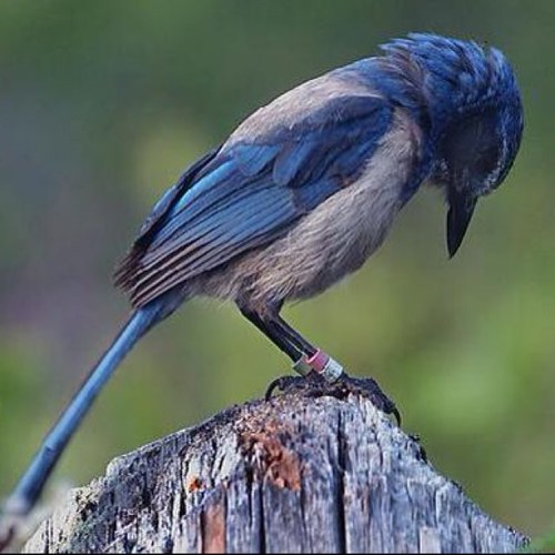 JaybirdP4's profile picture. 