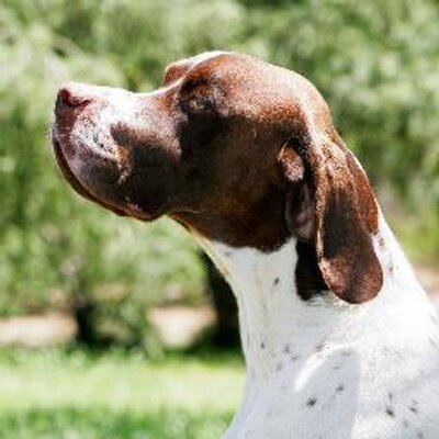 English Pointer 体長15 ほどの謎の小型ミイラ アタカマ ヒューマノイド の正体が明らかに カラパイア チリにあるアタカマ砂漠で03年 今からおよそ10年前に発見された体長15 ほどのミイラ 人間そっくりの小型ミイラは一体何の Http T Co