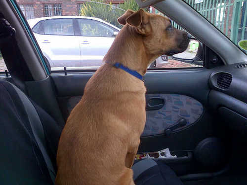 RehomeDogs's profile picture. Network Network Network