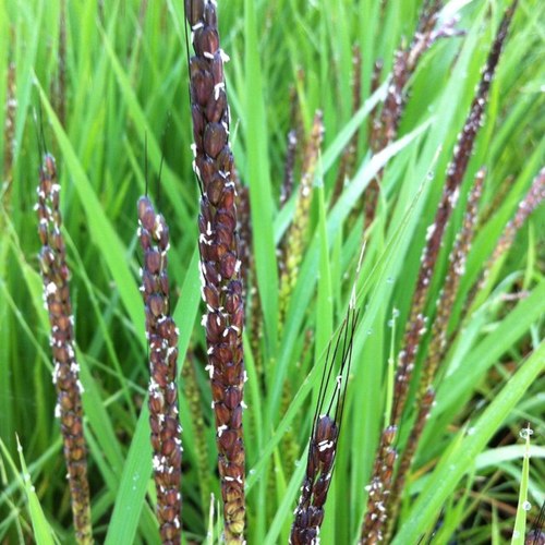 mamanodaichi's profile picture. 間々の大地は、気まぐれなうどんぶち！山菜、きのこ、大好き。地元ではきのこ博士！同居は、４匹のトイプードル達！本業は小さな運送会社の社長で、兼業農家。美味しい野菜とお米も作っています。最近の困りごとは鹿と猪に農地を荒らされること。夜9時過ぎは、酔っぱらいツィート多し！翌日は覚えていません。ご注意！を