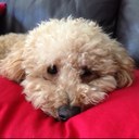 Daniel Ding - @danieldingtw - Twitter