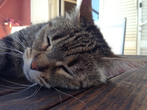 LauraDiMario's profile picture. 