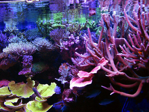 Especialistas en peces Marinos y Corales de cultivo; agua dulce y accesorios.