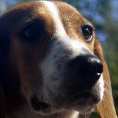Small breed specific beagle rescue formed in January 2008. Rescue mainly beagles.  Adoptions mainly in Hampton Roads area (few exceptions = case by case basis).