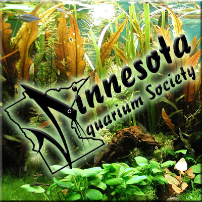 MNAquarium's profile picture. Official Twitter Account of the Minnesota Aquarium Society.