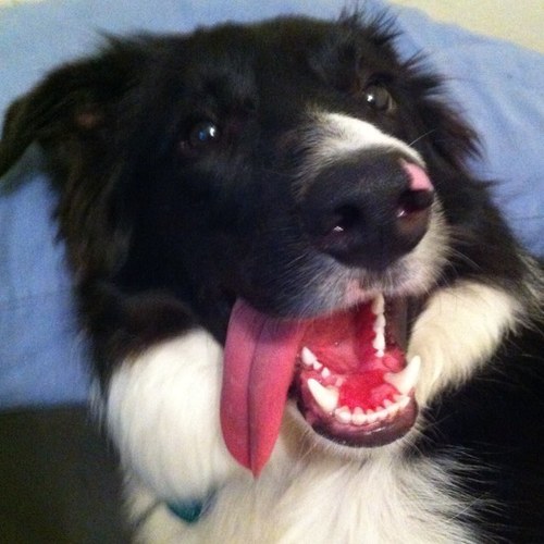 knels2806's profile picture. Number cruncher. Beer enthusiast. Obsessed with music. Animal Lover. Not a vampire. M1N3RV4 (xbox).