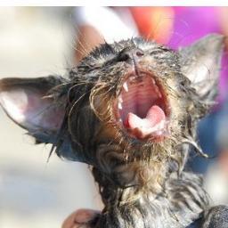 HobokenCatLady's profile picture. 