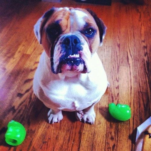 AceNevBeabull's profile picture. Hi I'm Ace a 2 yr old bulldog! I love destroying toys, ripping holes in socks and eating toilet paper. I like to take naps & watch madagascar!