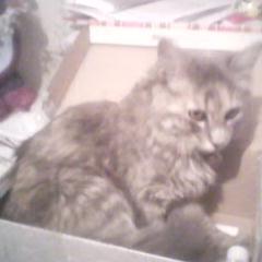 _BrendaCrisy's profile picture. Si yo se que tú eres, y tú sabes que yo soy, quién va a saber quien soy yo cuando tu no estés..