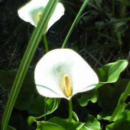 denier001's profile picture. 